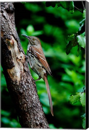 Framed Brown Thrasher Print