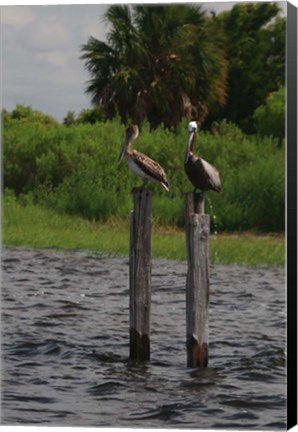 Framed Brown Pelicans Print