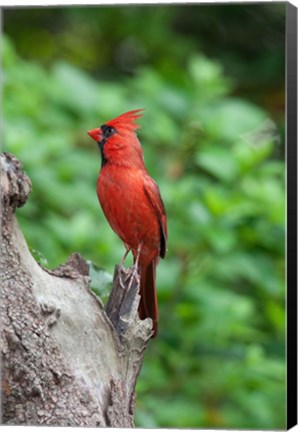 Framed Cardinal Print