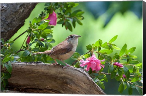 Framed Carolina Wren Print