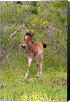 Framed Corolla Colt Print