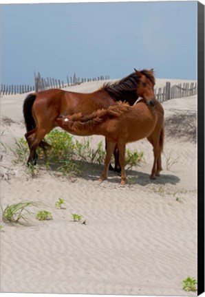 Framed Corolla Mare and Yearling Print