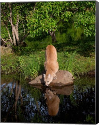 Framed Cougar Drinking Print