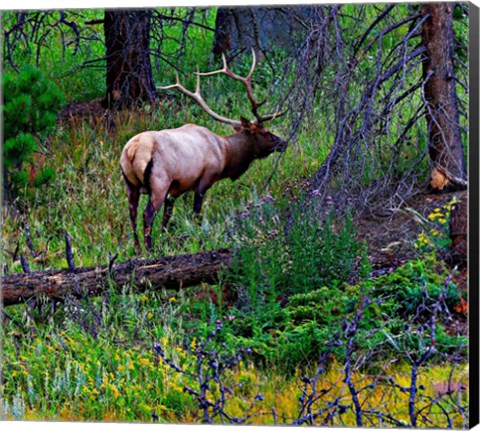 Framed Elk Print