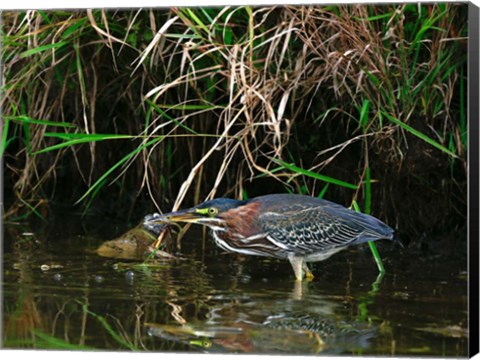 Framed Green Heron Print