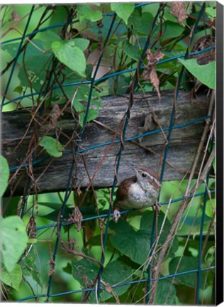 Framed House Wren Print