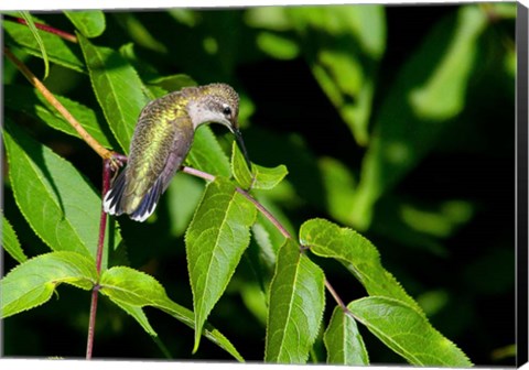 Framed Hummingbird Print