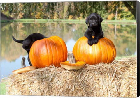 Framed Lab Pups Print