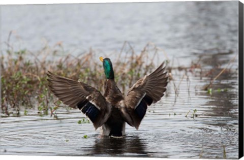 Framed Mallard Print