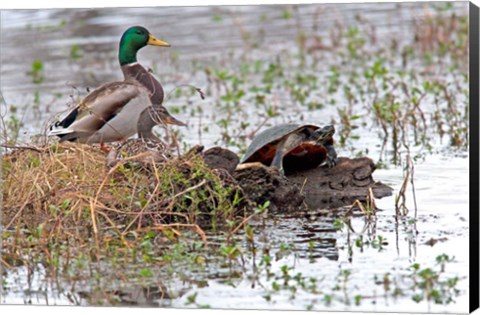 Framed Mallards Freaking Squater Print