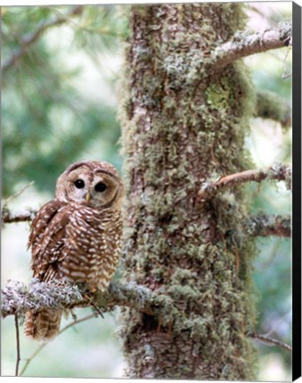 Framed Mexican Spotted Owl Print