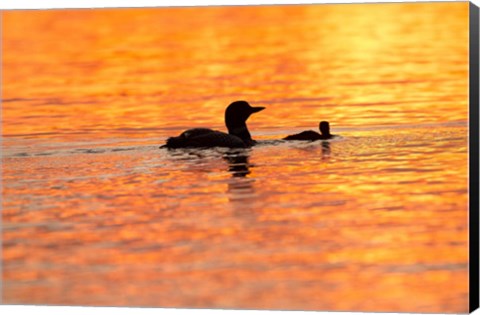 Framed Sunset Loons Print