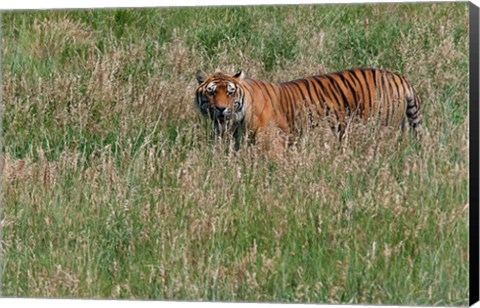 Framed Tiger Print