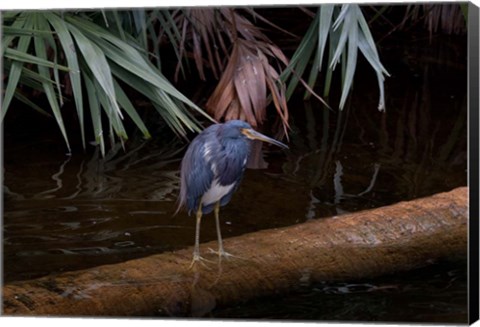 Framed Tricolored Heron Print