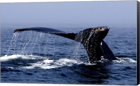 Framed Whale Of A Tail Print