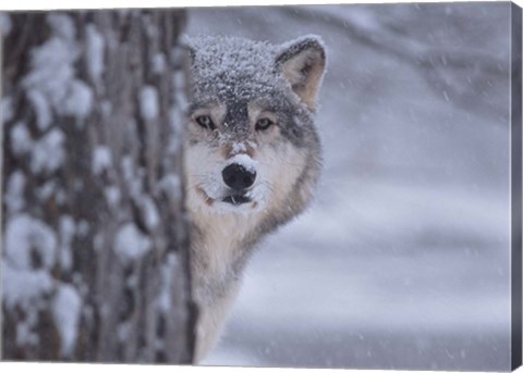 Framed Wolf Watching Print