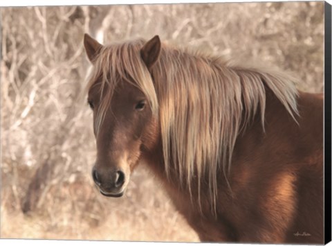 Framed Assateague Horse Print