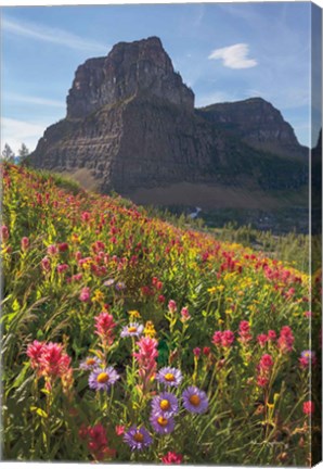 Framed Boulder Pass Wildflowers Print