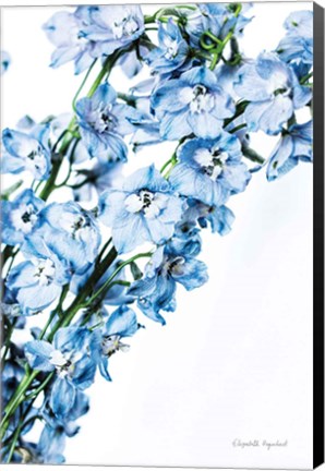 Framed Freshly Picked Delphinium IV Print