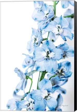 Framed Freshly Picked Delphinium III Print