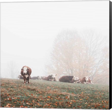 Framed Misty Pasture Print