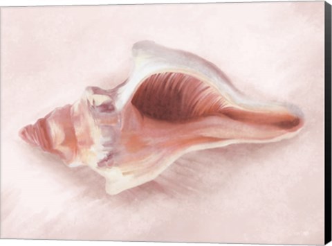 Framed Conch Shell Blush II Print