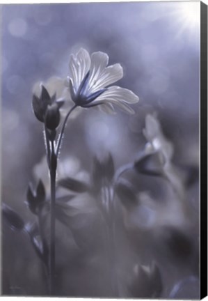 Framed Blue &amp; White Flowers I Print