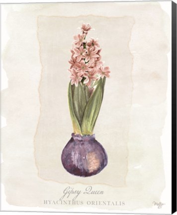 Framed Hyacinthus Orientalis II Print