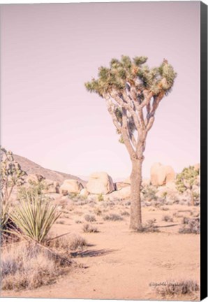 Framed Joshua Tree III Blush Print