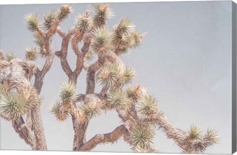 Framed Desert Floral I Print
