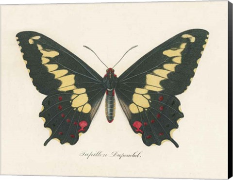 Framed Natures Butterfly VI Print