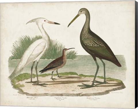 Framed Waterbird Trio I Print