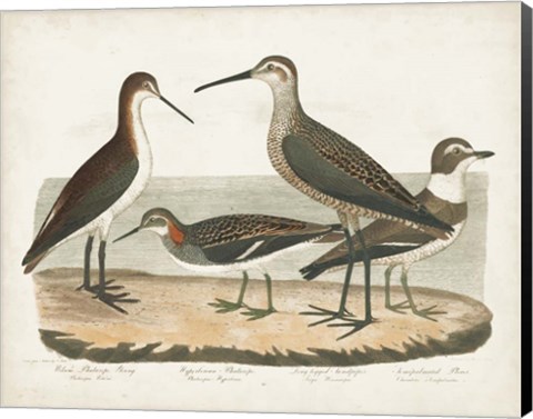 Framed Waterbird Trio II Print