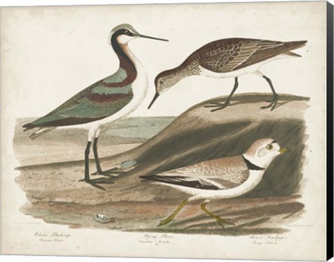 Framed Waterbird Trio III Print