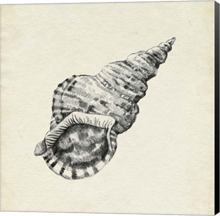 Framed Seashell Pencil Sketch I Print