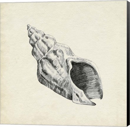 Framed Seashell Pencil Sketch II Print