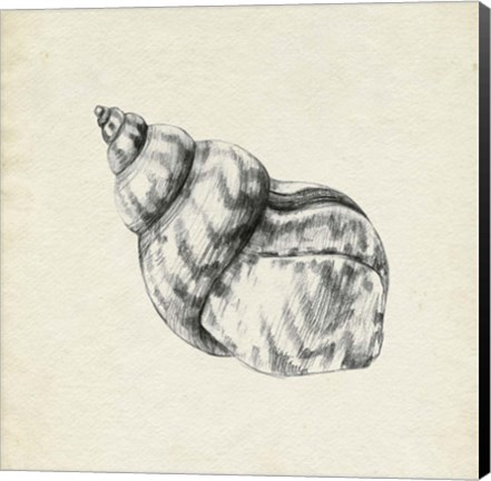 Framed Seashell Pencil Sketch III Print