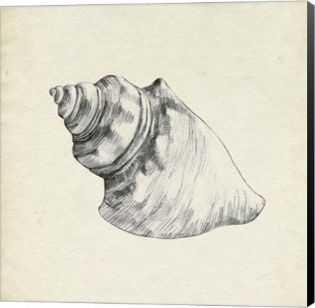 Framed Seashell Pencil Sketch IV Print