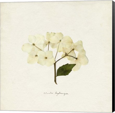 Framed Cornales Hydrangea II Print