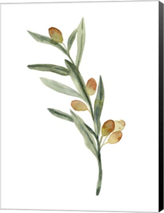 Framed Sweet Olive Branch III Print