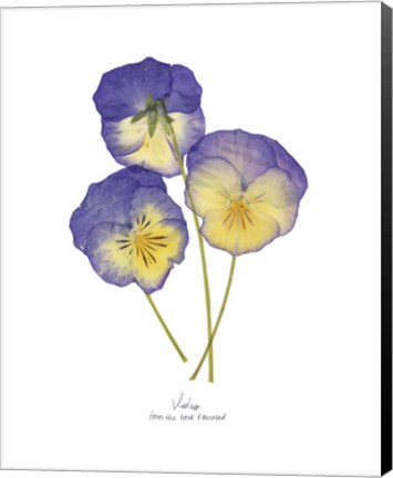 Framed Pressed Violas II Print