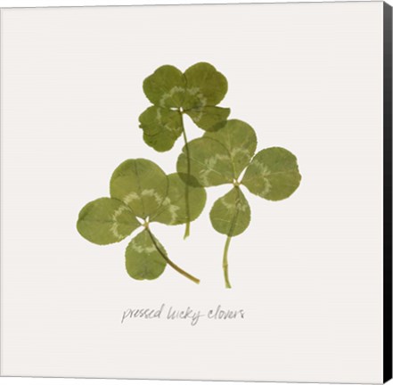 Framed Pressed Clover II Print