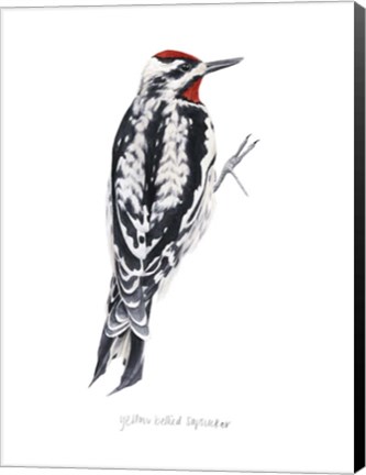 Framed Watercolor Woodpecker I Print