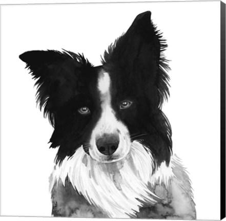 Framed Border Collie I Print