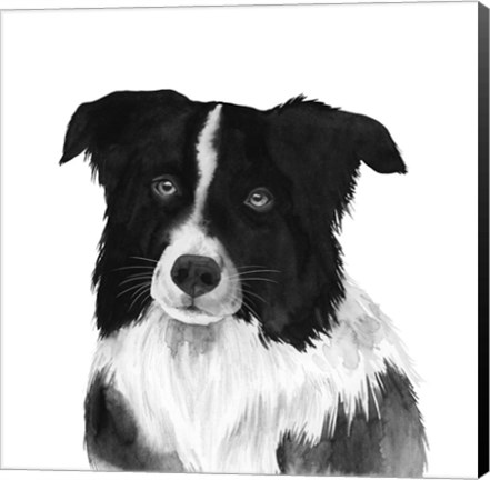 Framed Border Collie II Print