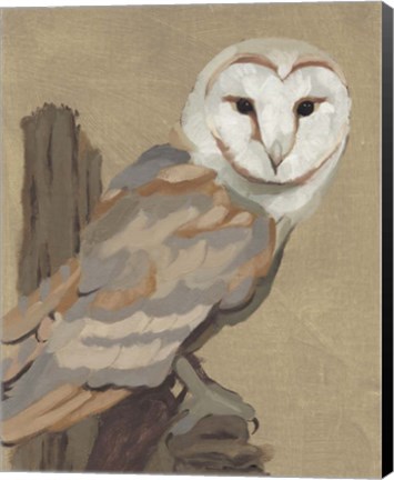 Framed Common Barn Owl Portrait I Print