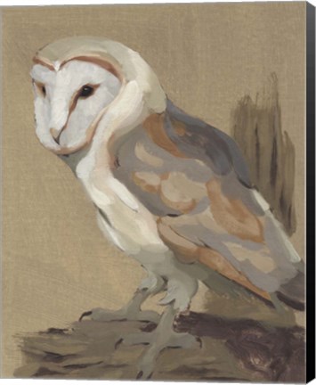 Framed Common Barn Owl Portrait II Print