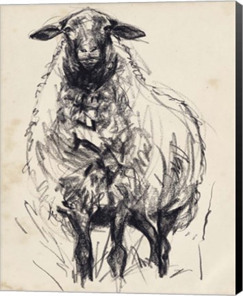 Framed Charcoal Sheep I Print