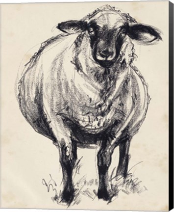 Framed Charcoal Sheep II Print