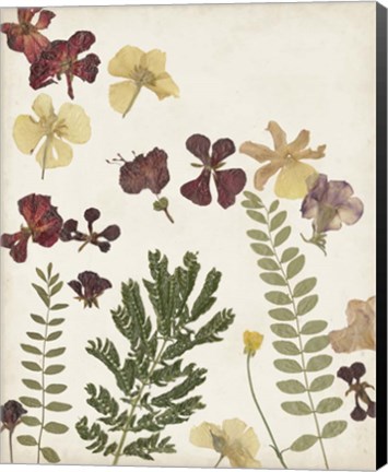 Framed Pressed Flower Arrangement I Print